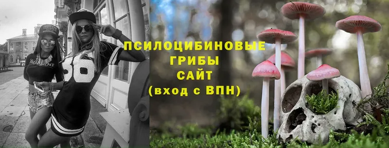 купить наркоту  Электрогорск  Галлюциногенные грибы Psilocybine cubensis 